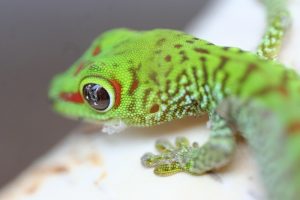 Tiny Home Pets - Gecko