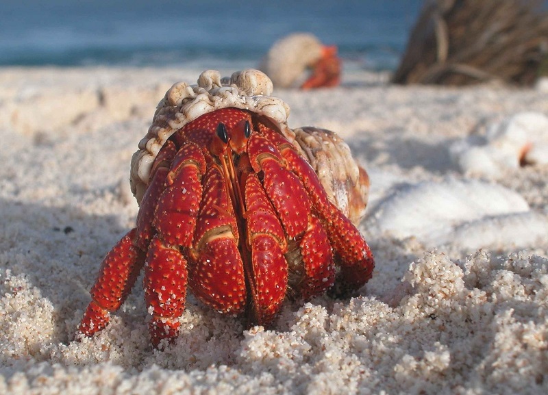 Tiny Home Pets - Hermit Crab