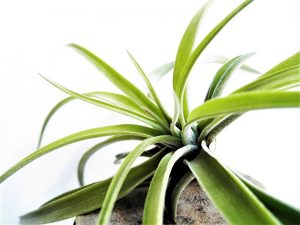 Indoor Plants for Tiny Homes